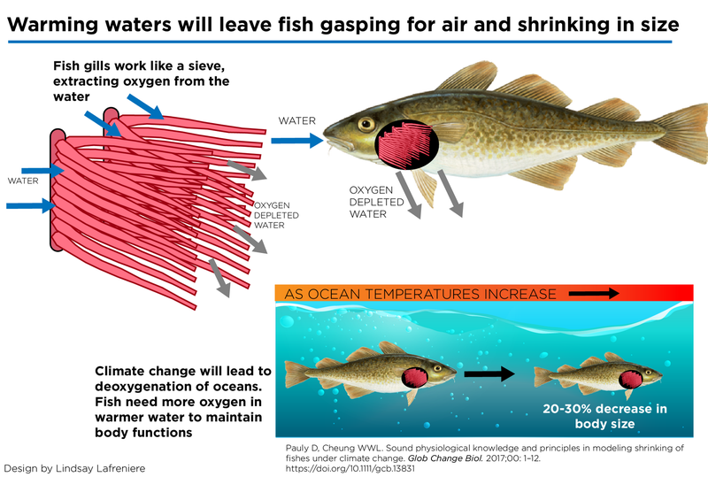 Illustration for article titled As Ocean Temperatures Rise, Many Fish Species Will Likely Shrink